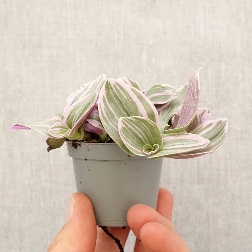 Spécimen de Tradescantia cerinthoides Sweetness Mini-plante tel que livré au printemps