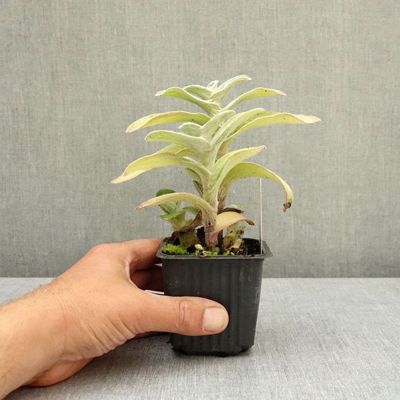 Spécimen de Tradescantia sillamontana - Misère laineuse Godet de 8/9 cm tel que livré au printemps