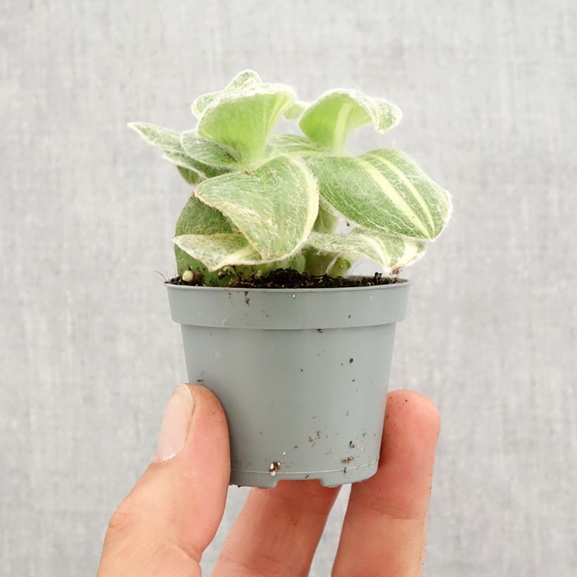 Spécimen de Tradescantia sillamontana Variegata - Misère laineuse Mini-plante tel que livré au printemps