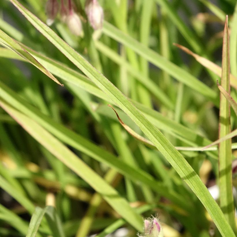 Tradescantia virginiana Brevicaulis - Ephémère de Virginie (Feuillage)