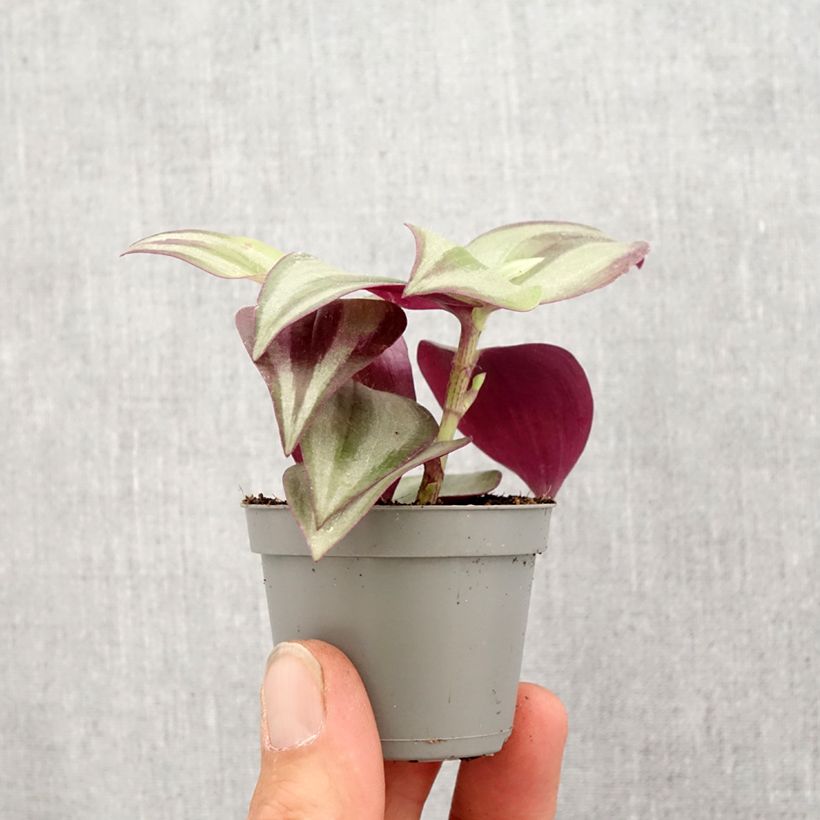 Spécimen de Tradescantia zebrina Pink Joy Mini-plante tel que livré au printemps