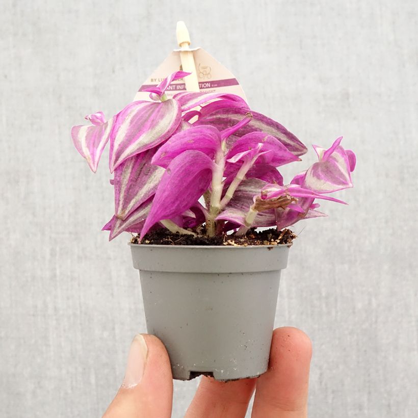 Example of Tradescantia zebrina Pink Paradise Mini-plante as you get in printemps