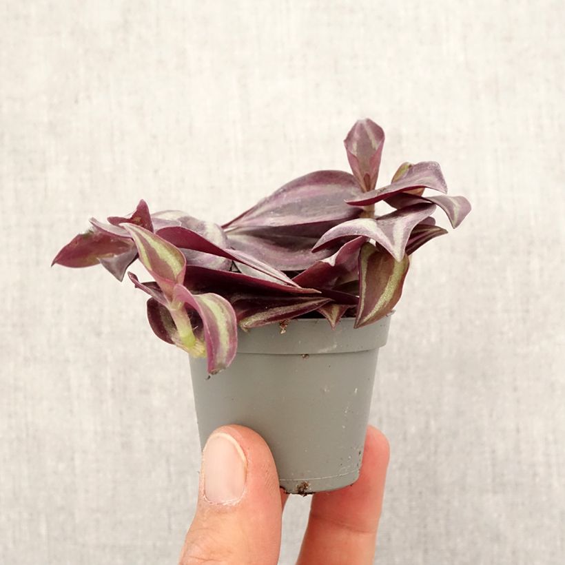 Example of Tradescantia zebrina Purple Joy Mini-plante as you get in printemps