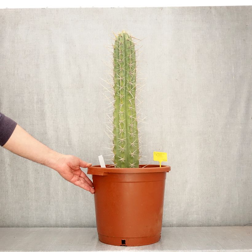 Spécimen de Trichocereus cuzcoensis - Cactus cierge Pot de 12L/15L tel que livré au printemps