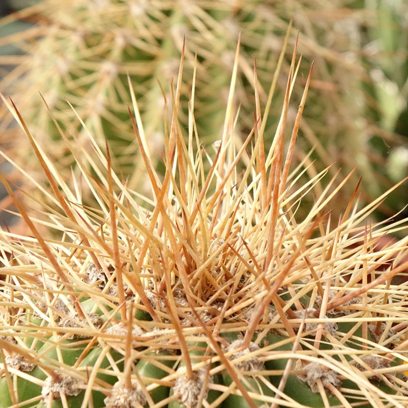 Trichocereus terscheckii - Cactus cierge (Foliage)