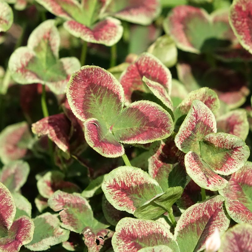 Trifolium repens Estelle - Trèfle (Foliage)