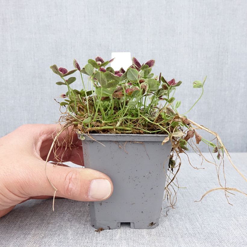 Example of Trifolium repens Estelle - Trèfle Godet de 8/9 cm as you get in printemps