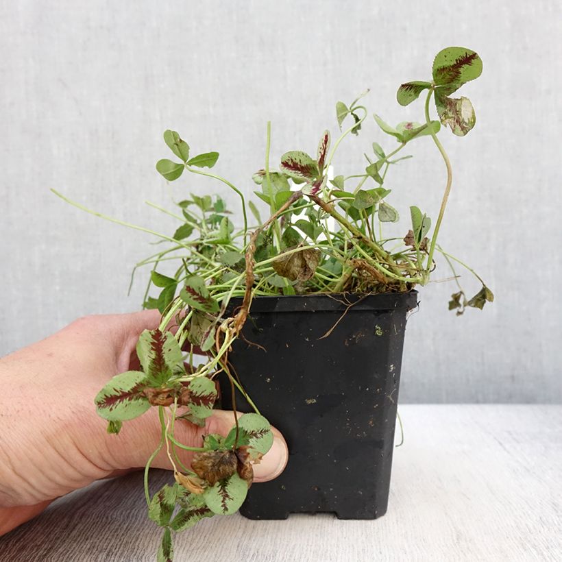 Example of Trifolium repens Sweet Mike - Trèfle Godet de 8/9 cm as you get in printemps