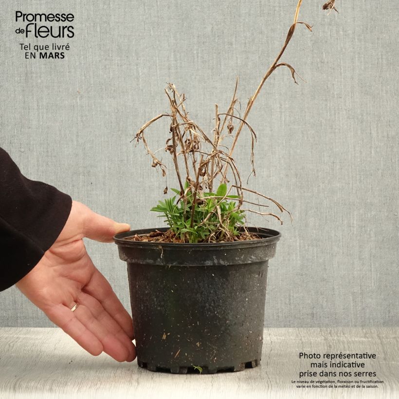 Example of Trifolium rubens - Trèfle pourpré Pot de 2L/3L as you get in printemps