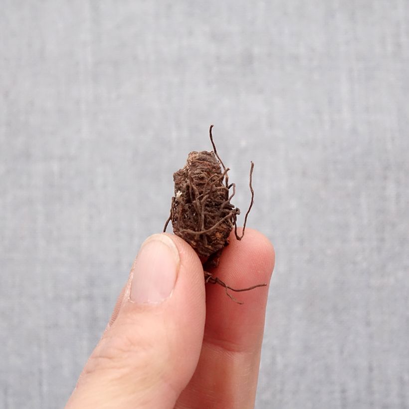 Spécimen de Trillium catesbyi (catesbaei) Bulbe calibre I tel que livré au printemps