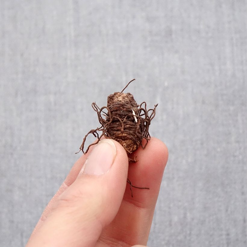 Spécimen de Trillium luteum - Trille à fleurs jaunes Bulbes Bulbe calibre I tel que livré au printemps