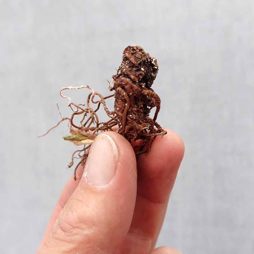 Spécimen de Trillium recurvatum Bulbe calibre I tel que livré au printemps