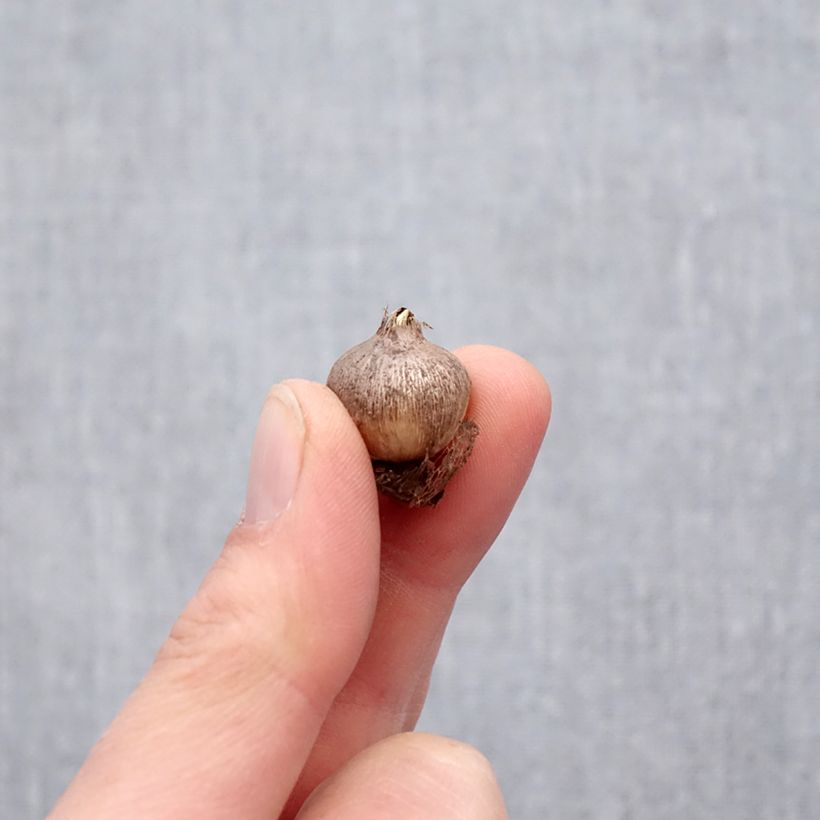 Spécimen de Triteleia ixioides Starlight Bulbe calibre 5+ tel que livré au printemps