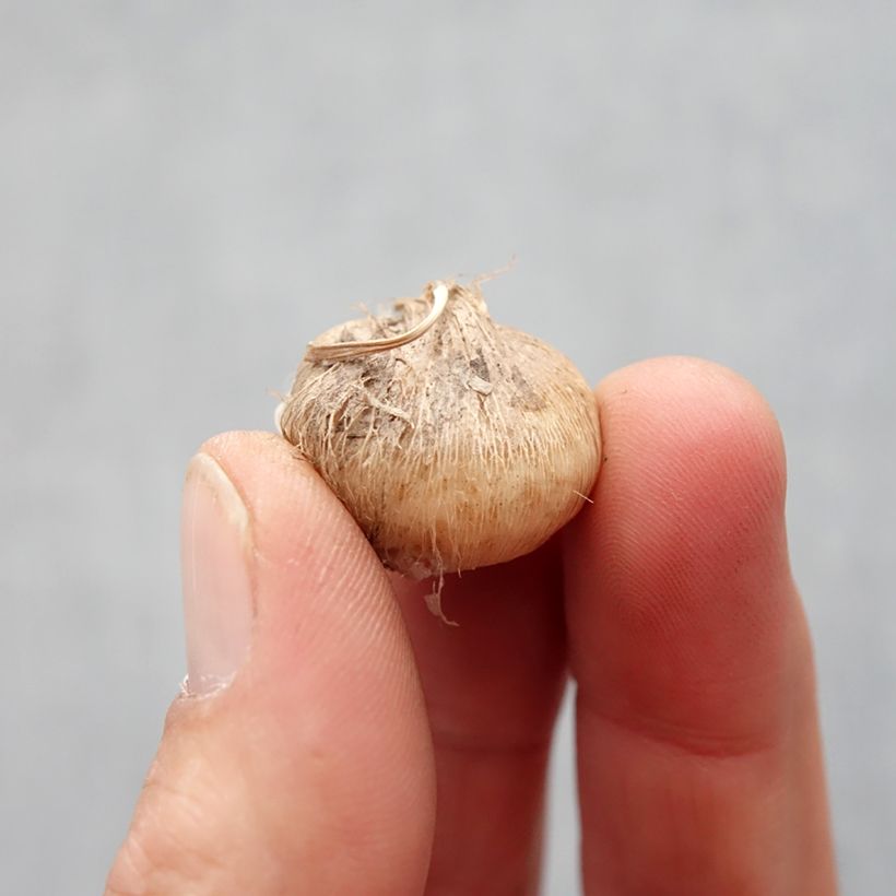 Example of Triteleia Rudy Bulbe calibre 5+ as you get in printemps