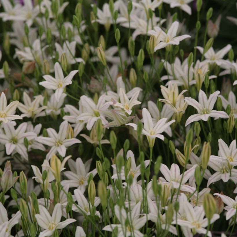 Triteleia Silver Queen - Brodiaea (Flowering)