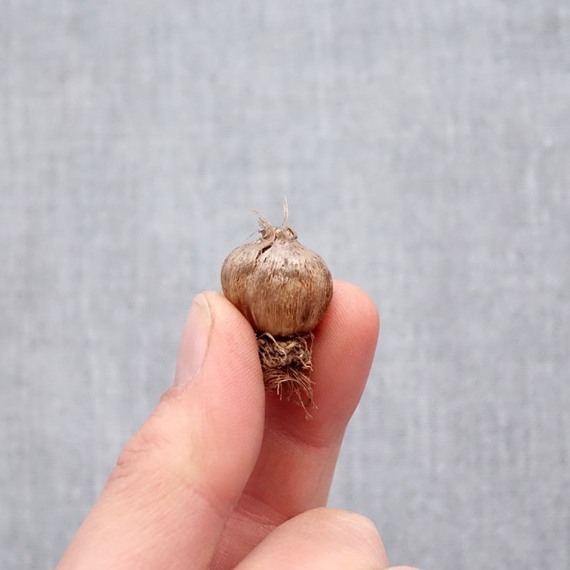 Example of Triteleia Silver Queen - Brodiaea Bulbe calibre 5+ as you get in printemps