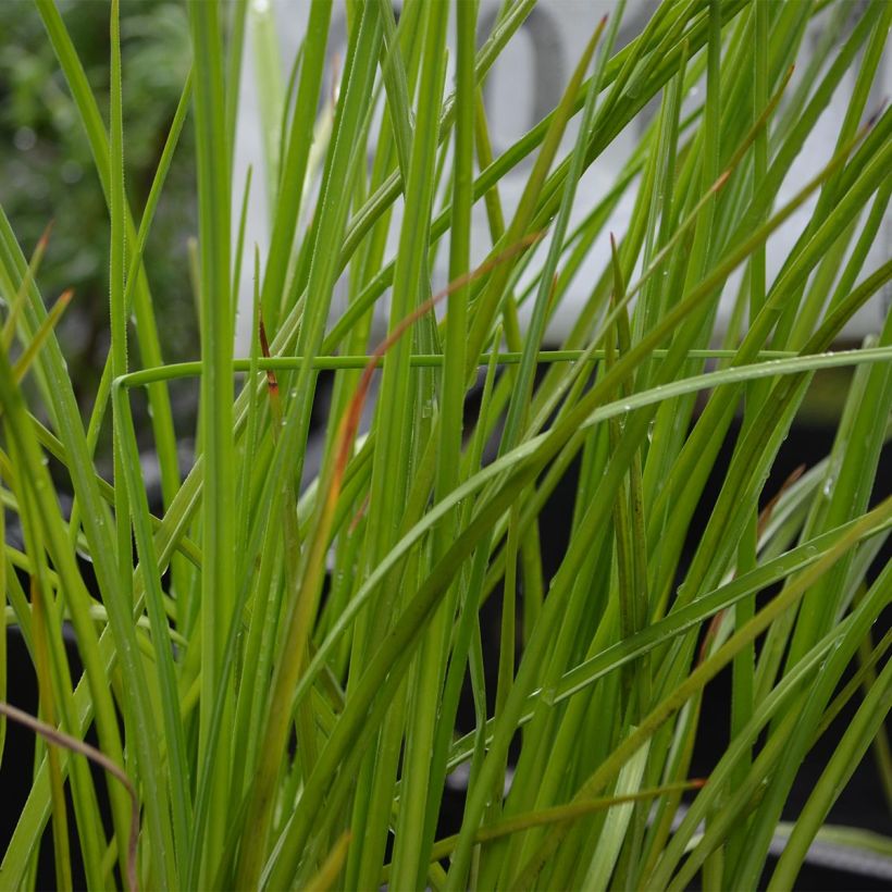Tritoma - Kniphofia Mango Popsicle (Foliage)