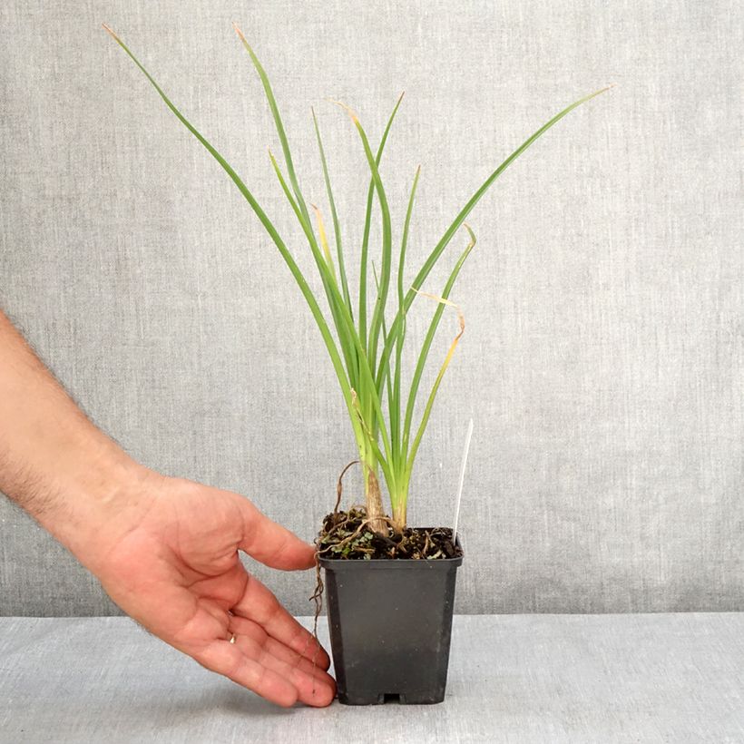 Spécimen de Tritoma - Kniphofia Mango Popsicle Godet de 8/9 cm tel que livré en été
