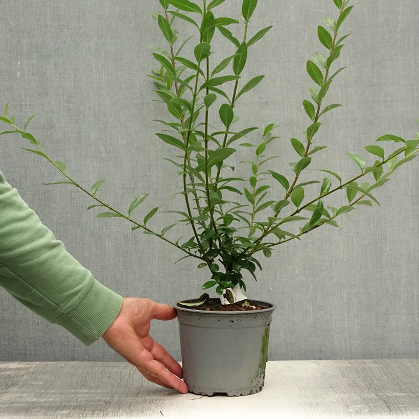 Spécimen de Troène commun - Ligustrum vulgare Atrovirens Racines nues tel que livré en été