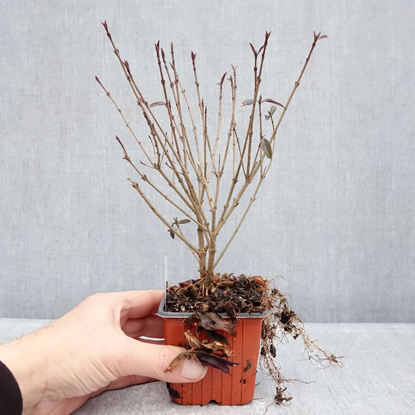 Spécimen de Troène commun - Ligustrum vulgare Lodense Godet de 8/9 cm tel que livré en hiver