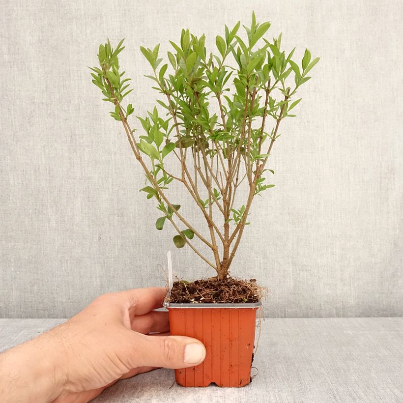 Spécimen de Troène commun - Ligustrum vulgare Lodense Godet de 8/9 cm tel que livré au printemps
