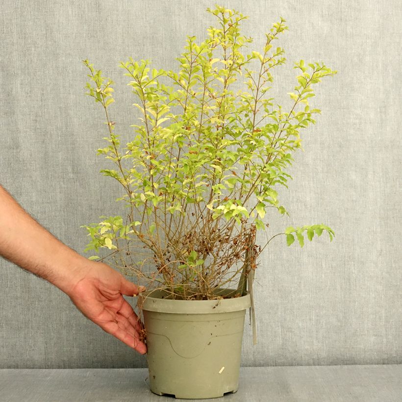 Spécimen de Troène de Chine - Ligustrum sinense Sunshine Pot de 2L/3L tel que livré en été