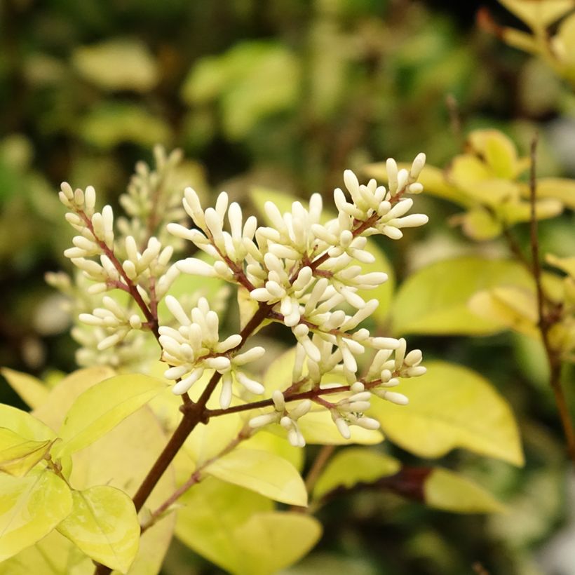 Troène doré - Ligustrum vicaryi  (Flowering)