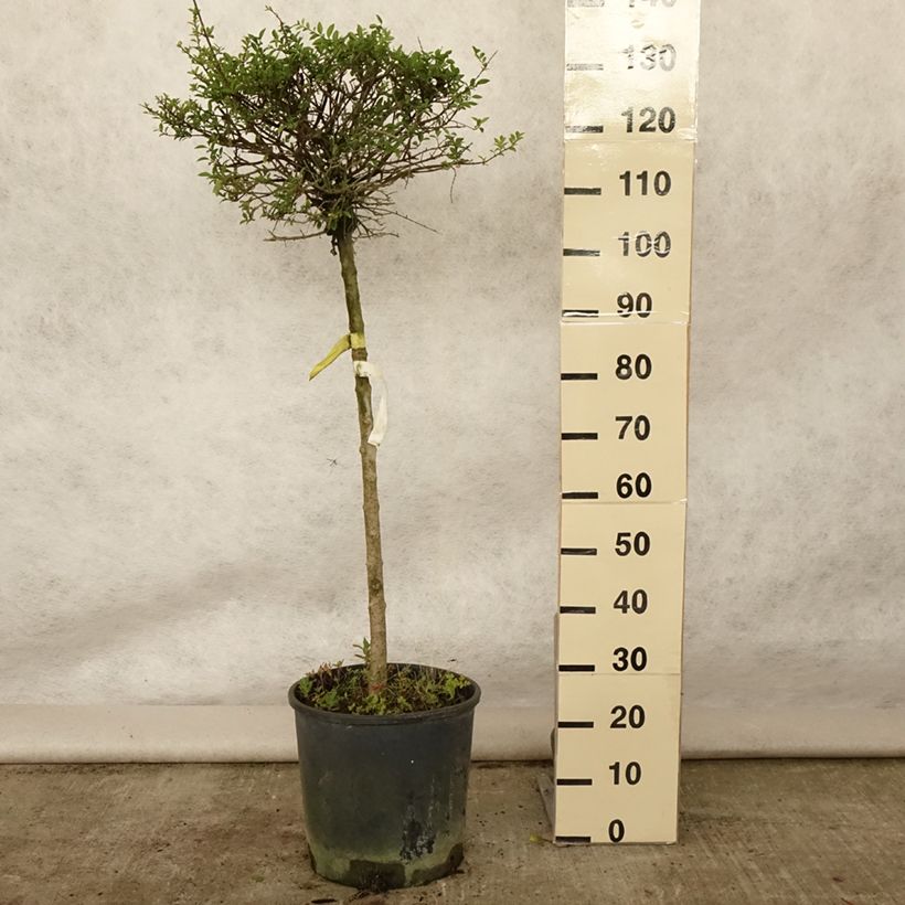 Spécimen de Troène - Ligustrum delavayanum Pot de 12L/15L, 1/4 de tige, Demi-tige (60cm), forme boule diamètre 30/35 cm tel que livré en été