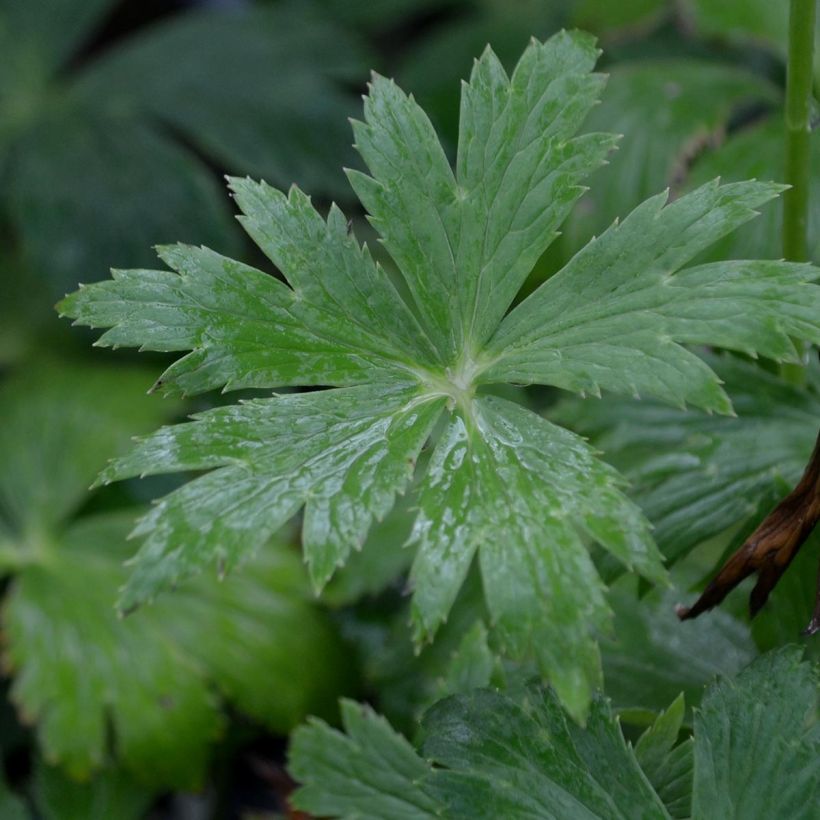 Trolle - Trollius chinensis Golden Queen (Foliage)