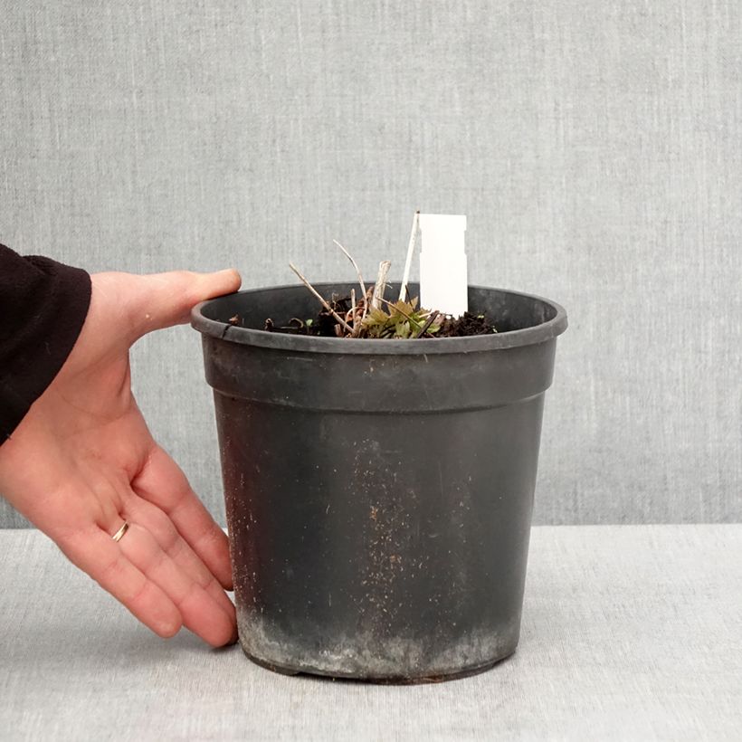 Example of Trolle - Trollius chinensis Golden Queen Pot de 2L/3L as you get in printemps