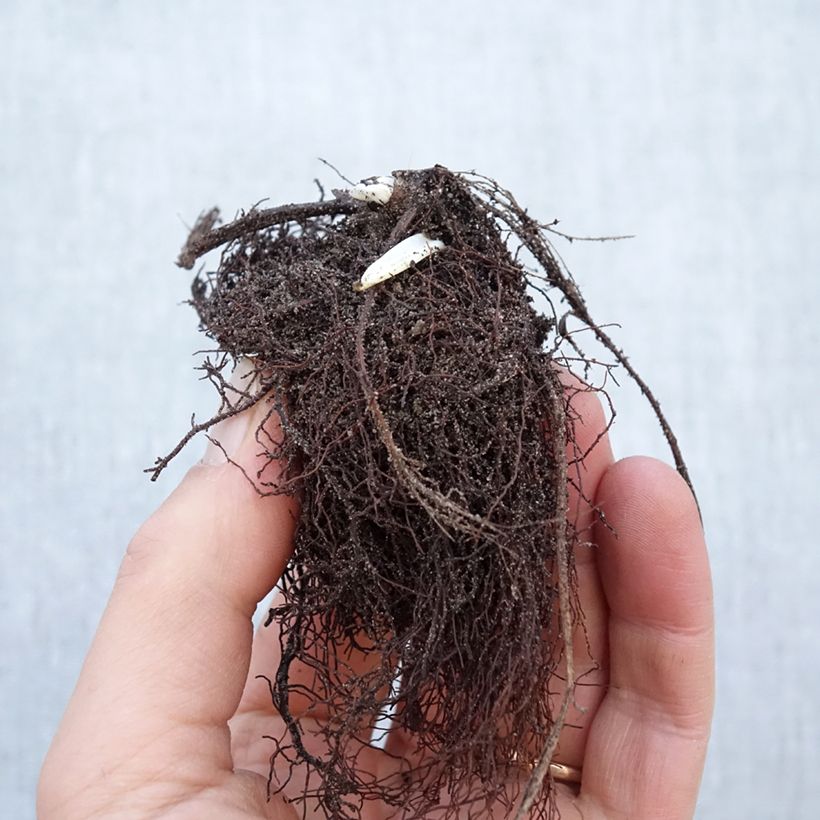 Example of Trolle - Trollius chinensis Golden Queen Racines nues, Qualité Extra équivalant à un pot de 2L as you get in hiver