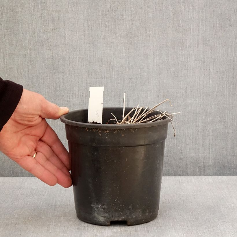 Example of Trolle - Trollius cultorum Cheddar Pot de 2L/3L as you get in printemps