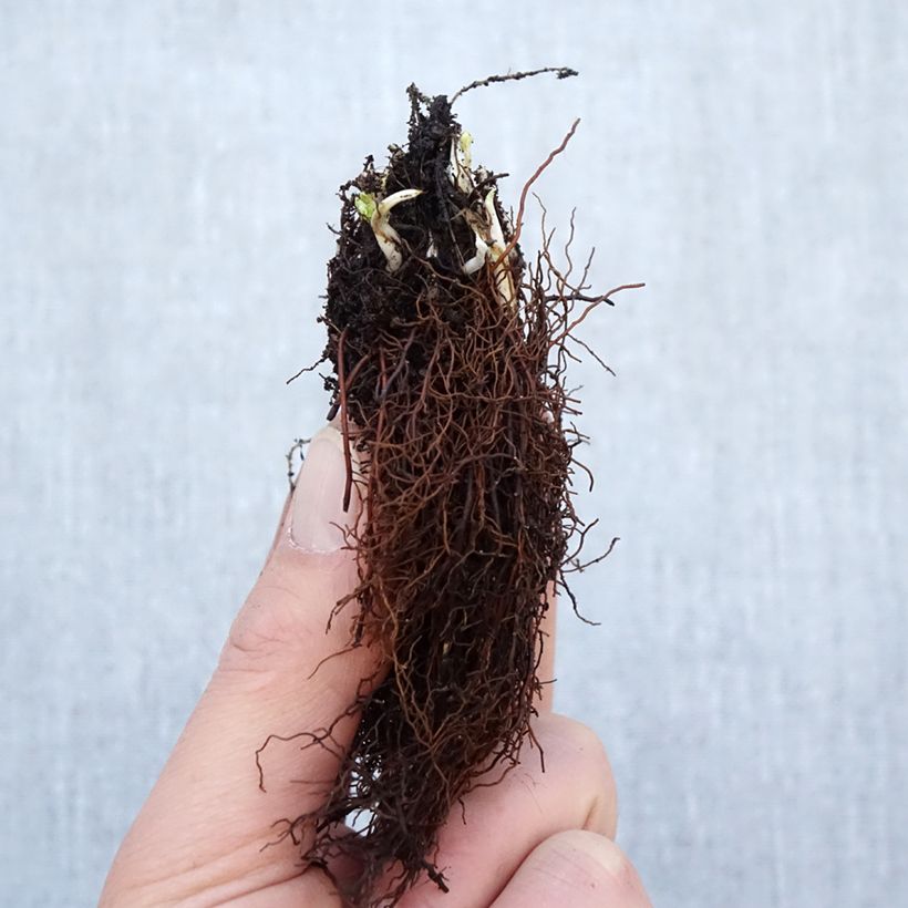 Example of Trolle - Trollius cultorum Cheddar Racines nues, Qualité Extra équivalant à un pot de 2L as you get in hiver