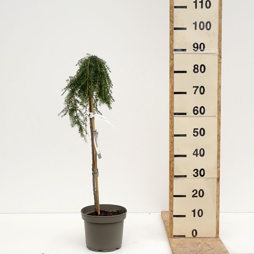 Example of Tsuga heterophylla Thorssen's Weeper - Pruche de l'Ouest Pot de 4L/5L, Tige, Tige de 60 cm as you get in printemps