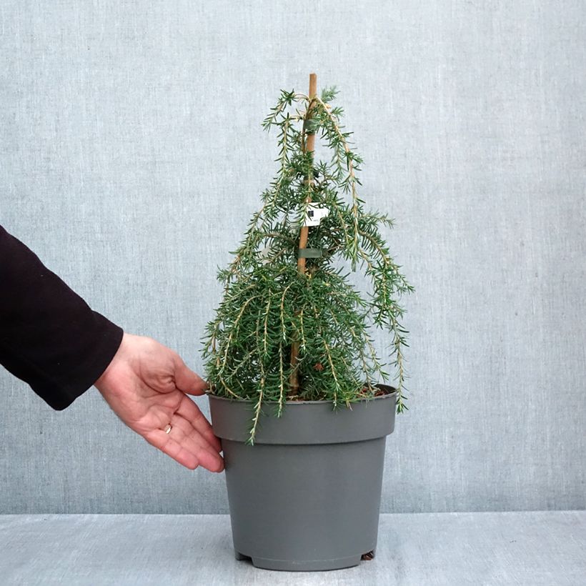 Spécimen de Tsuga heterophylla Thorssen's Weeper - Pruche de l'Ouest Pot de 4L/5L, Tige, Tige de 60 cm tel que livré en automne