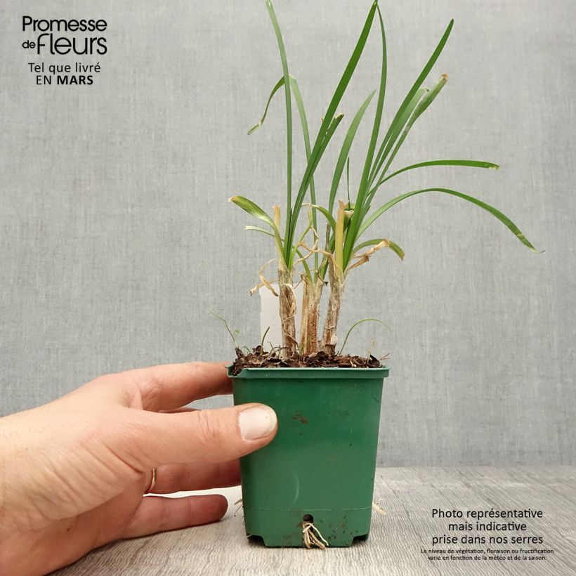 Example of Tulbaghia cominsii Violacea Godet de 8/9 cm as you get in printemps