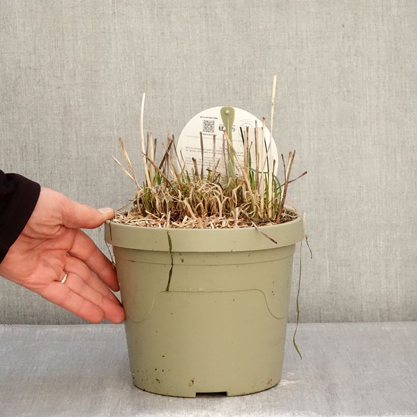 Spécimen de Tulbaghia Dark Star - Tulbaghie Pot de 3L/4L tel que livré en hiver