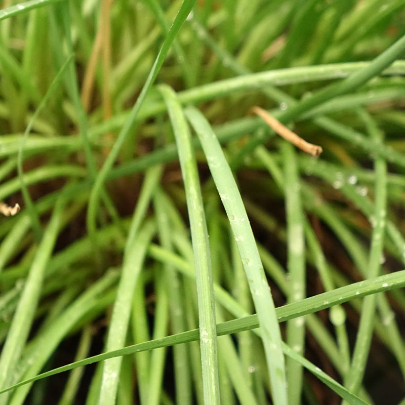 Tulbaghia Fairy Star - Tulbaghie (Feuillage)