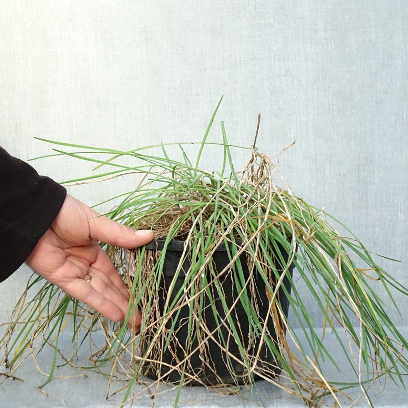 Spécimen de Tulbaghia Fairy Star - Tulbaghie Pot de 3L/4L tel que livré en automne