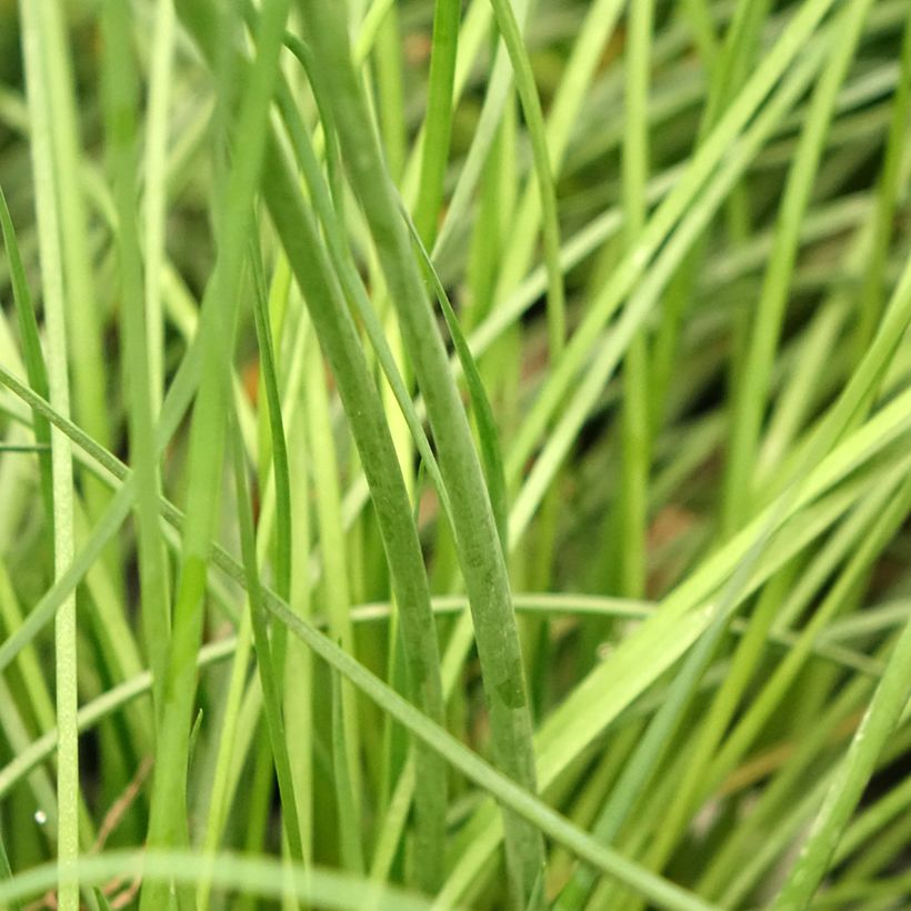 Tulbaghia Purple Eye - Tulbaghie (Foliage)