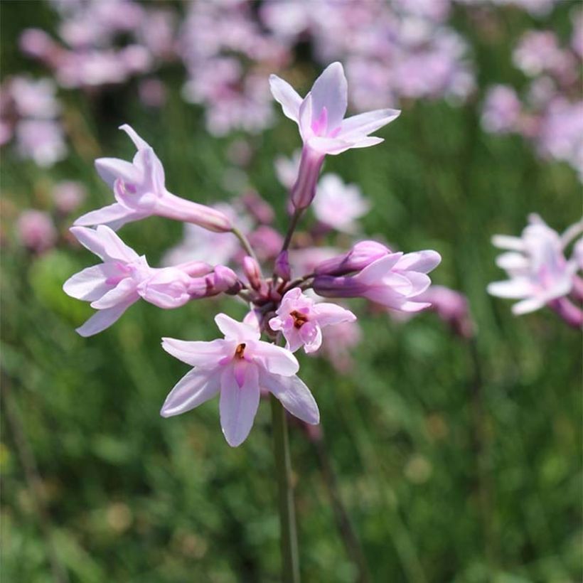 Tulbaghia violacea Ashanti (Flowering)