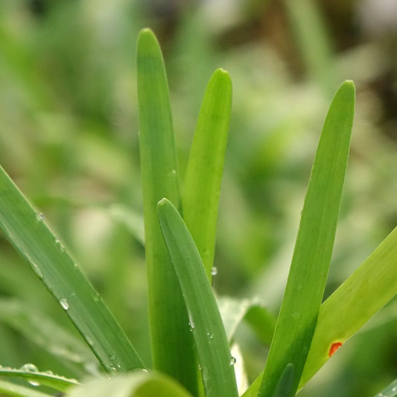 Tulbaghia violacea Savannah Lightning - Tulbaghie  (Feuillage)