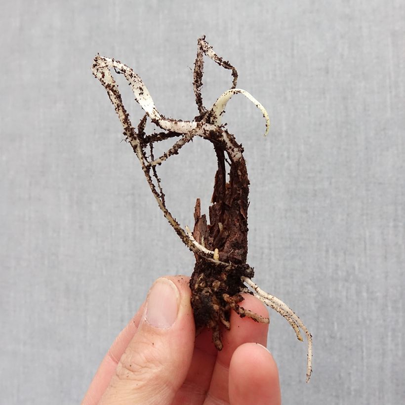 Example of Tulbaghia violacea Silver Lace - Thulbaghie Bulbe calibre I as you get in printemps