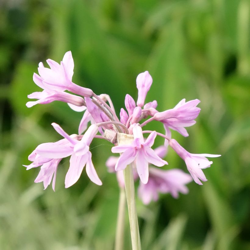Tulbaghia violacea Silver Lace - Thulbaghie (Floraison)