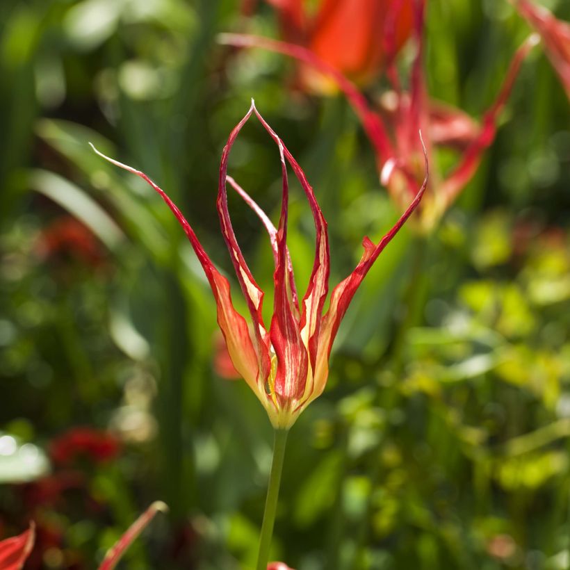 Tulipe botanique acuminata - Tulipe cornue (Flowering)