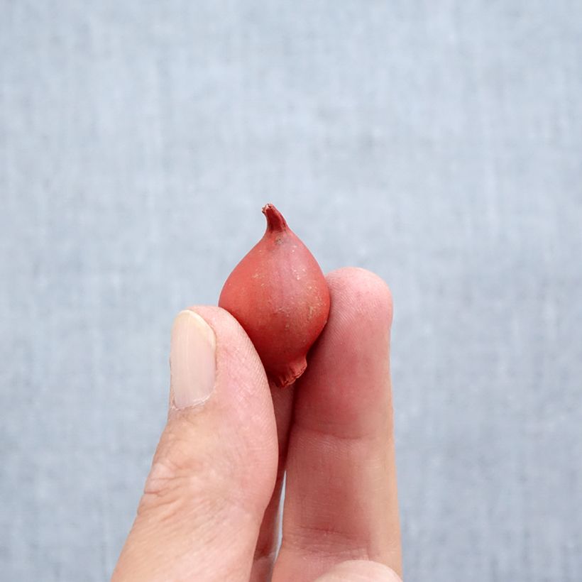 Example of Tulipe botanique clusiana Annika Bulbe calibre 6+ as you get in automne