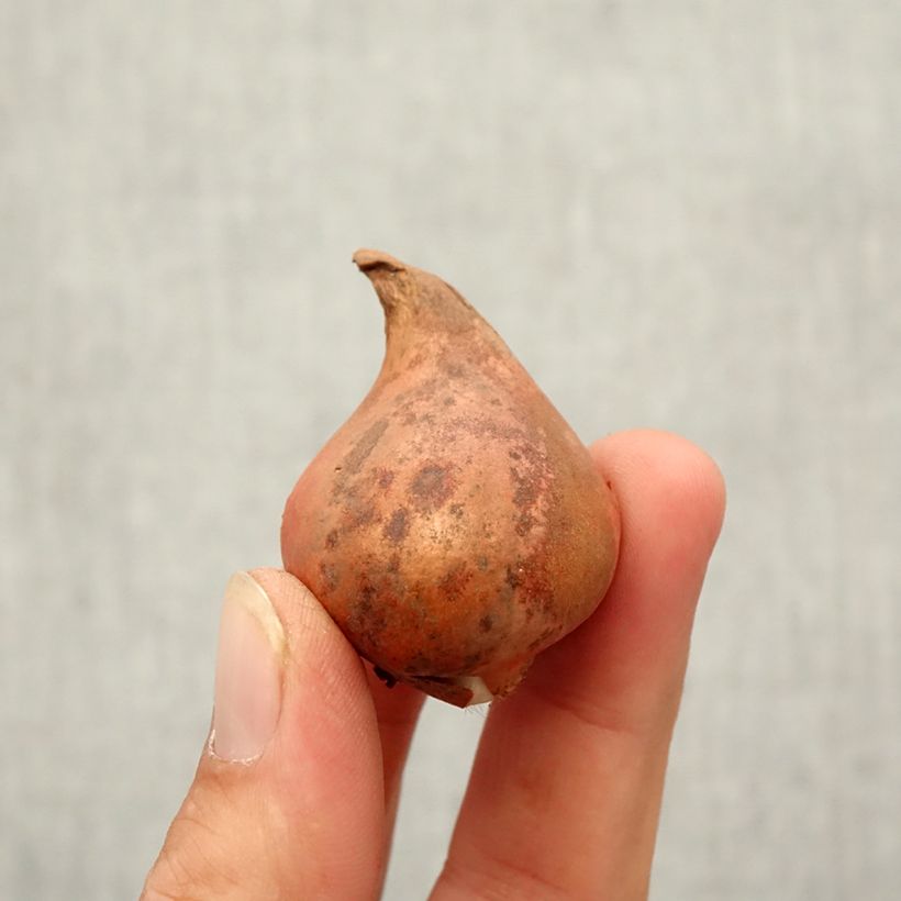 Example of Tulipe botanique eichleri Bulbe calibre 10+ as you get in automne