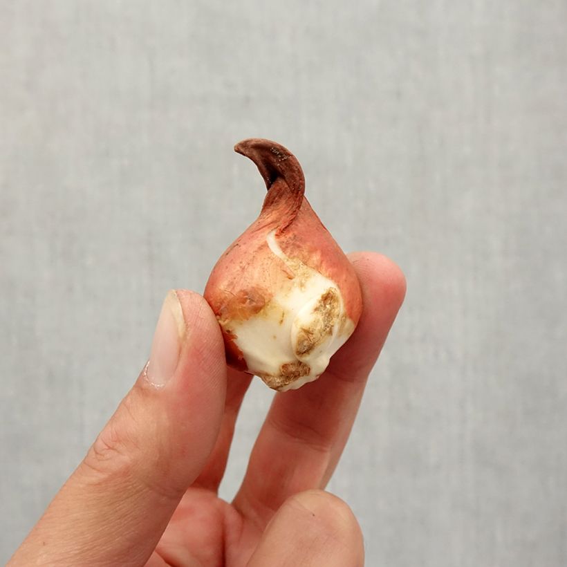 Spécimen de Tulipe botanique greigii Rob Verlinden* Bulbe calibre 11+ tel que livré en automne