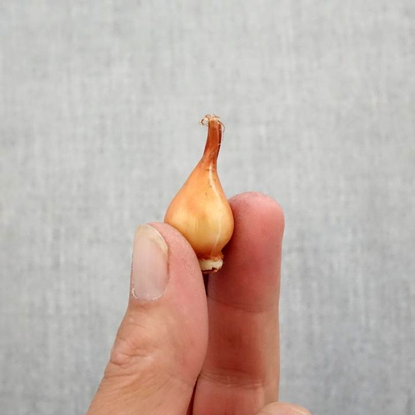 Spécimen de Tulipe botanique humilis double Tête à Tête Bulbe calibre 5+ tel que livré en automne