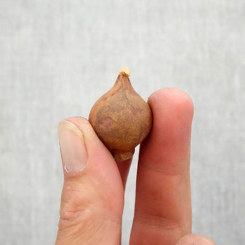 Example of Tulipe botanique humilis pulchella Violacea (Black Base) Bulbe calibre 6+ as you get in automne